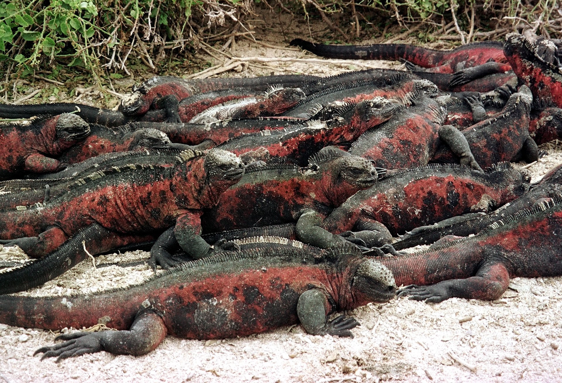 جزر غالاباغوس: جنة مهددة بالتغير المناخي والأنواع الغازية