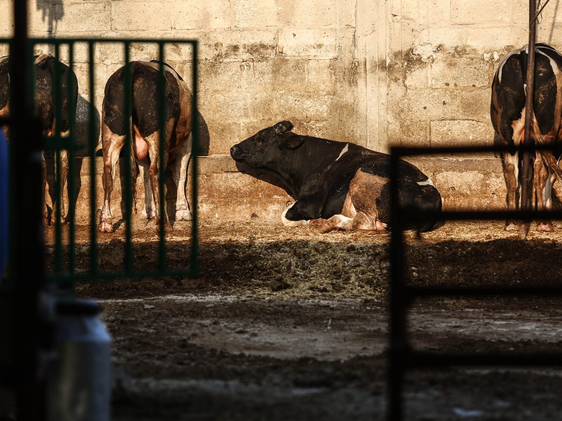 الغلاء يهدد شعيرة الأضاحي بالضفة الغربية