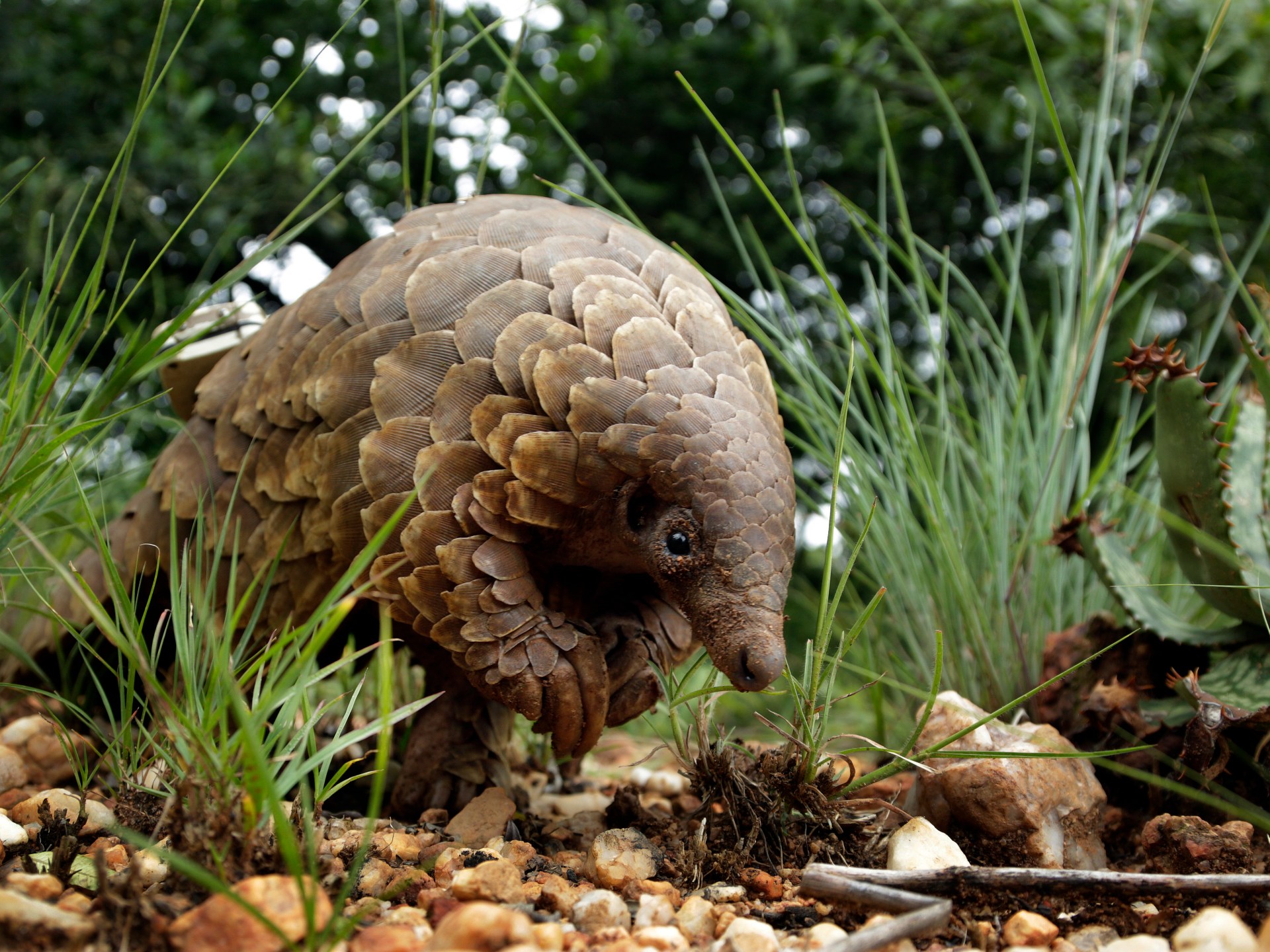 كارثة بيئية صامتة: الجريمة المنظمة تنهش الحياة البرية في أفريقيا – أرقام صادمة تكشف حجم المأساة