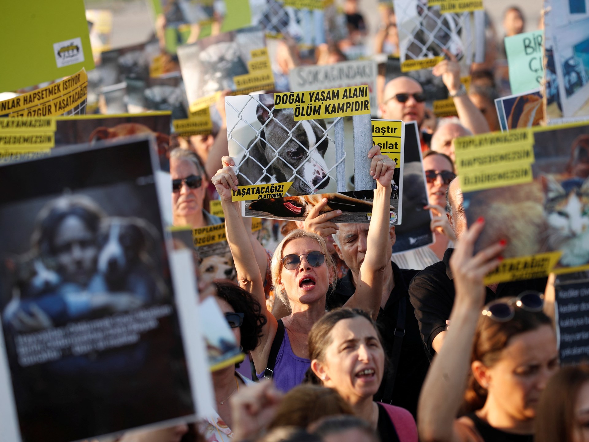 تركيا: قانون الكلاب الضالة الجديد.. بين حماية المواطنين وحقوق الحيوان