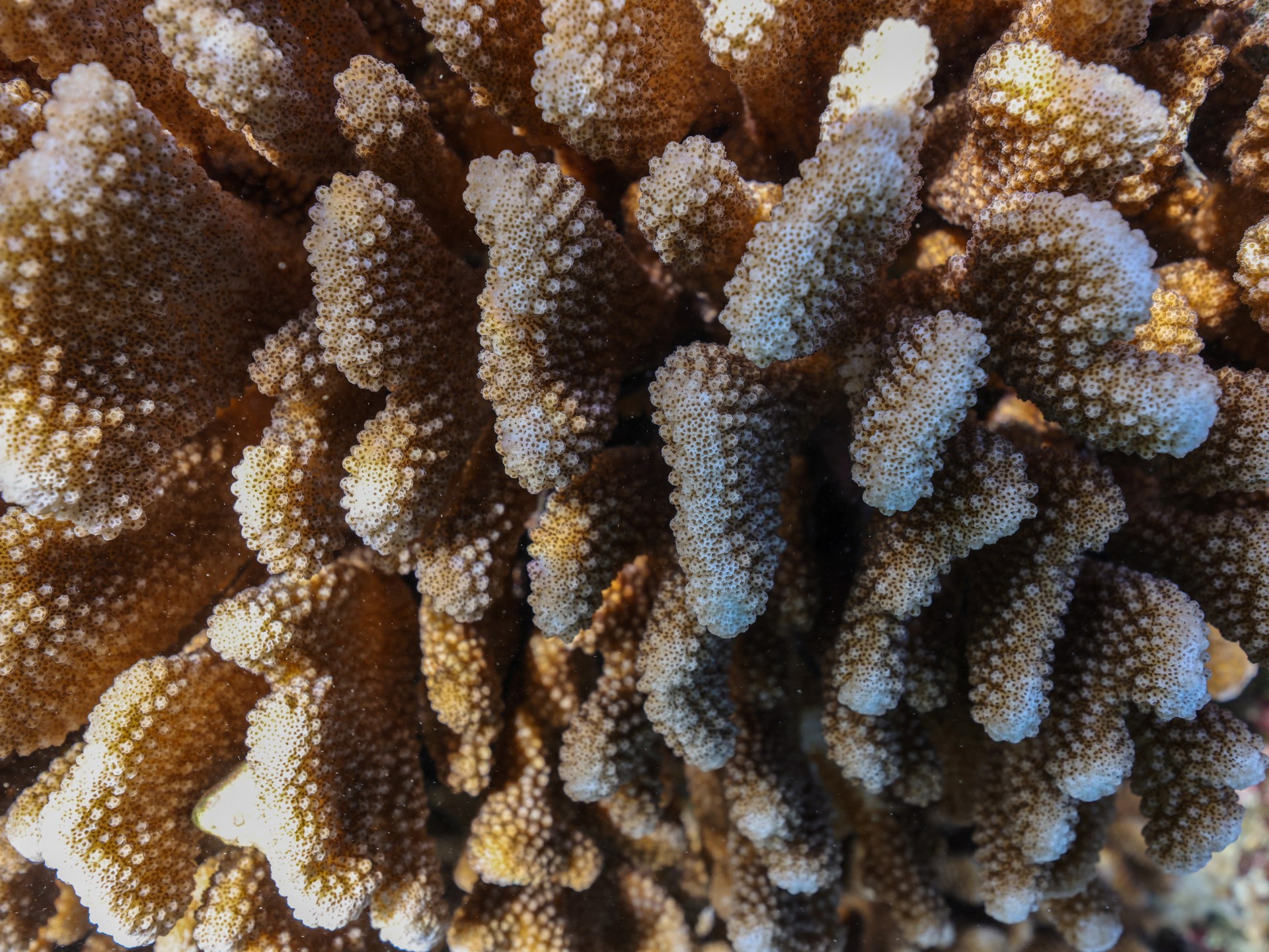 موجات حر بحرية قياسية تضرب جنوب غرب المحيط الهادي: تأثيرات مدمرة على البيئة والمجتمعات