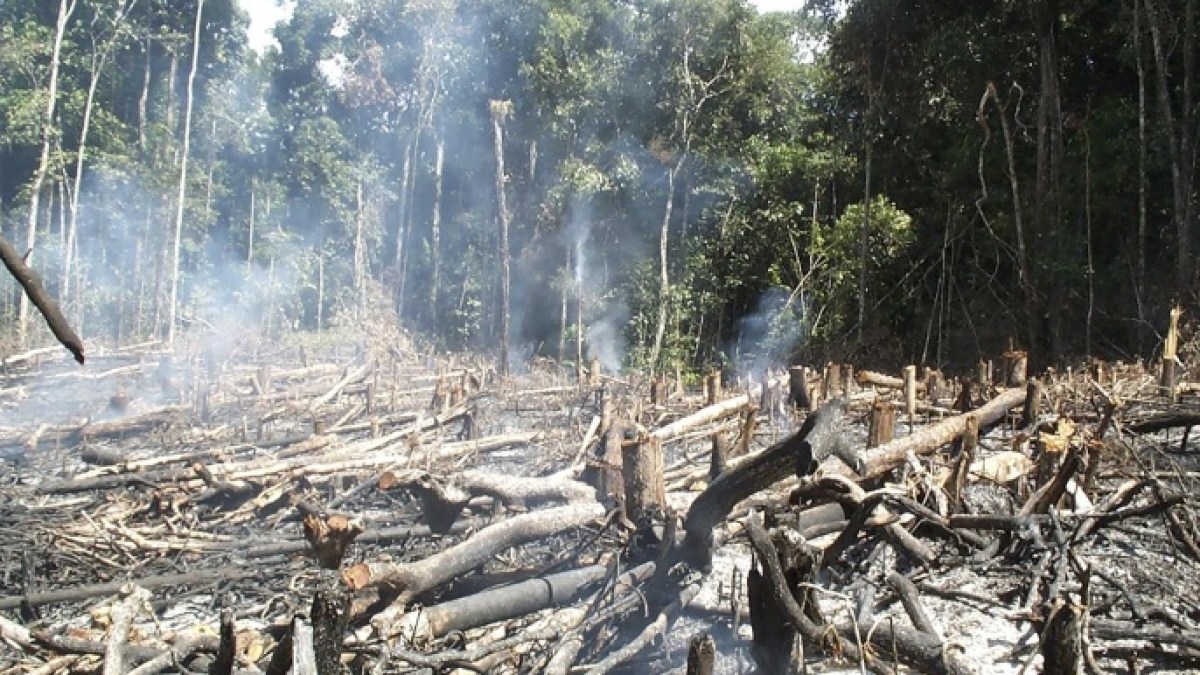 الأمازون يحترق: قفزة صادمة في إزالة الغابات تهدد أهداف البرازيل المناخية