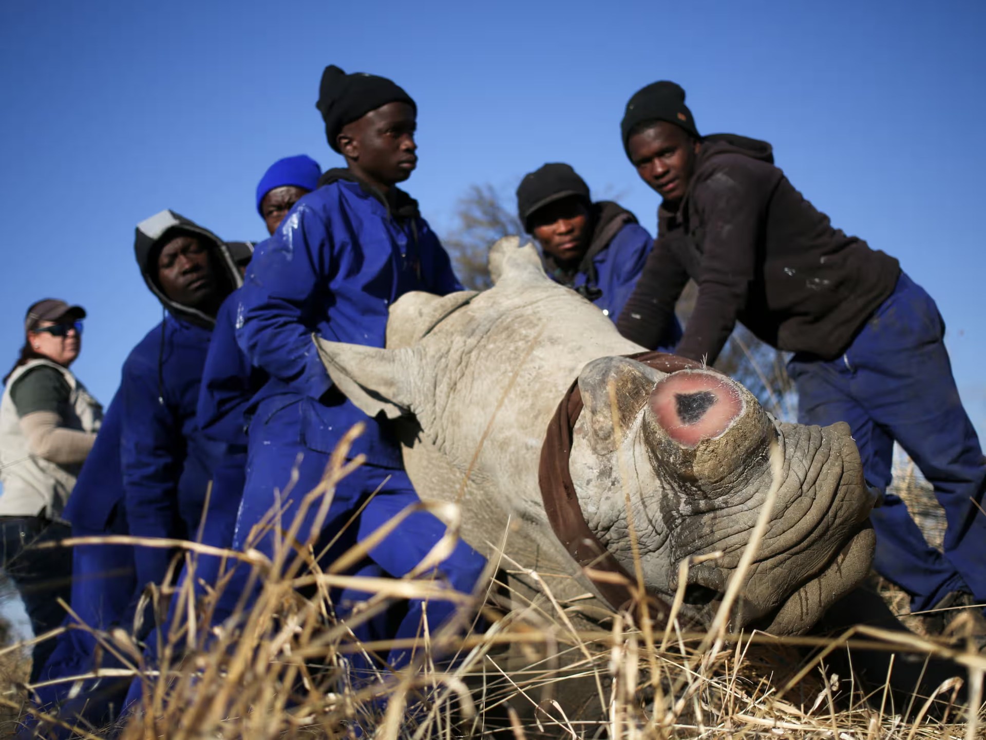 إزالة قرون وحيد القرن: استراتيجية فعالة لإنقاذها من الصيد الجائر (دراسة جديدة)