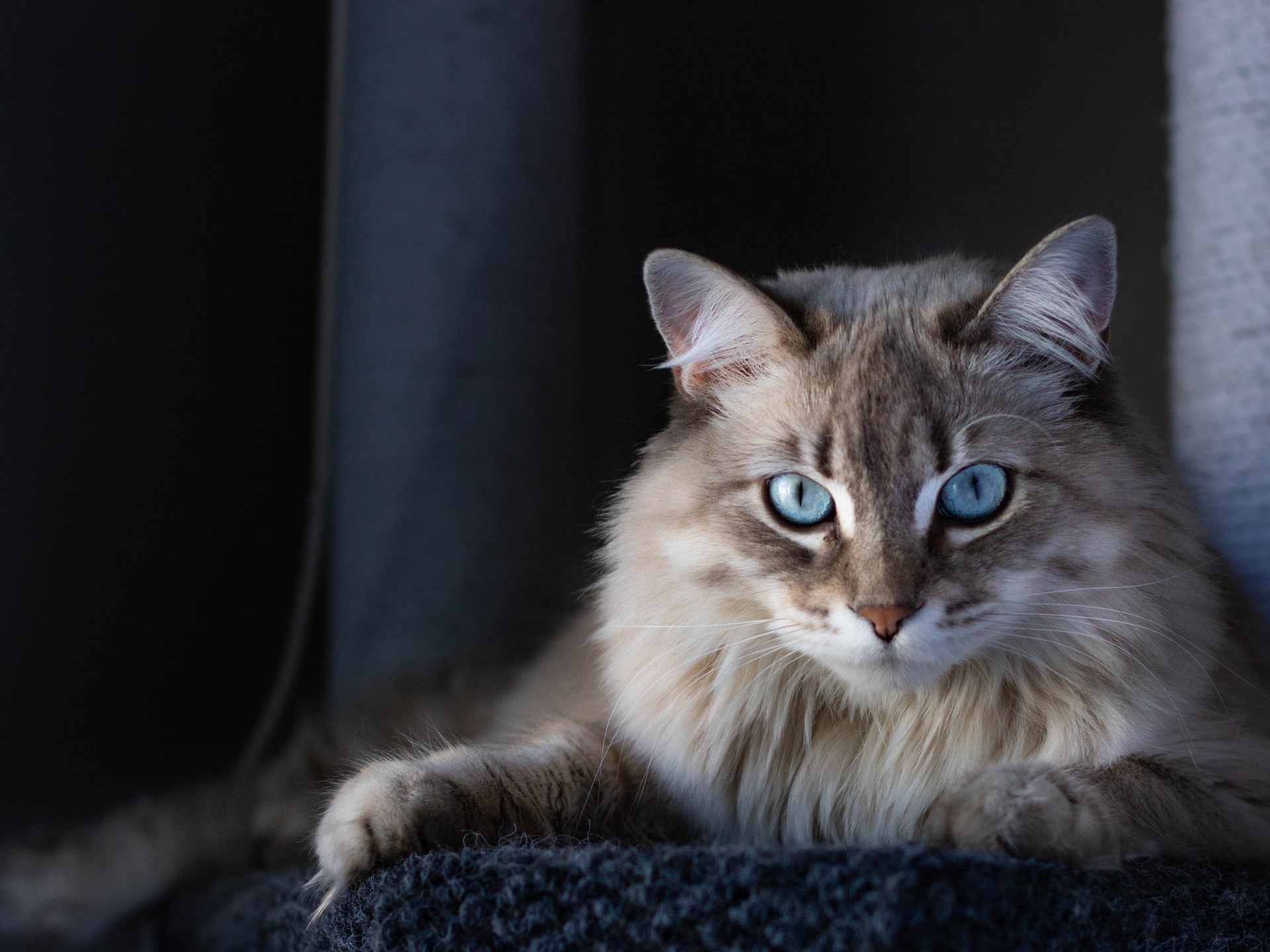 القطط وروائح البشر: كيف تميز قطتك رائحتك عن الغرباء؟