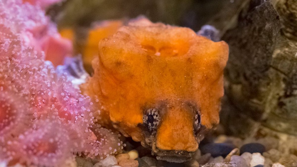 لغز سمكة الرأس الصخري المدرعة: اكتشاف ‘طقم طبول’ مذهل داخل جمجمتها!