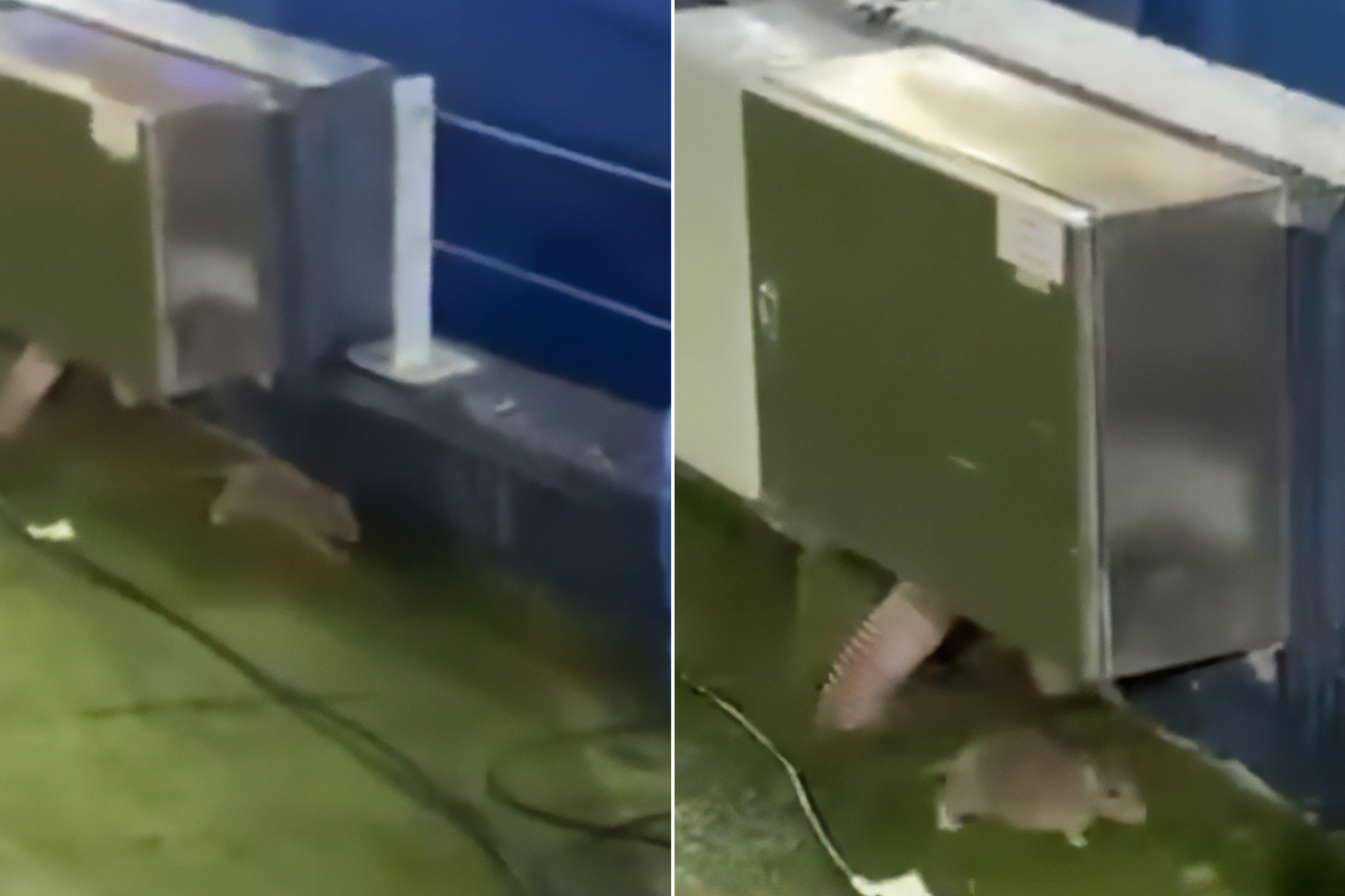 فضيحة في معقل برشلونة.. الجرذان تغزو ملعب كامب نو الجديد وتثير موجة غضب عارمة