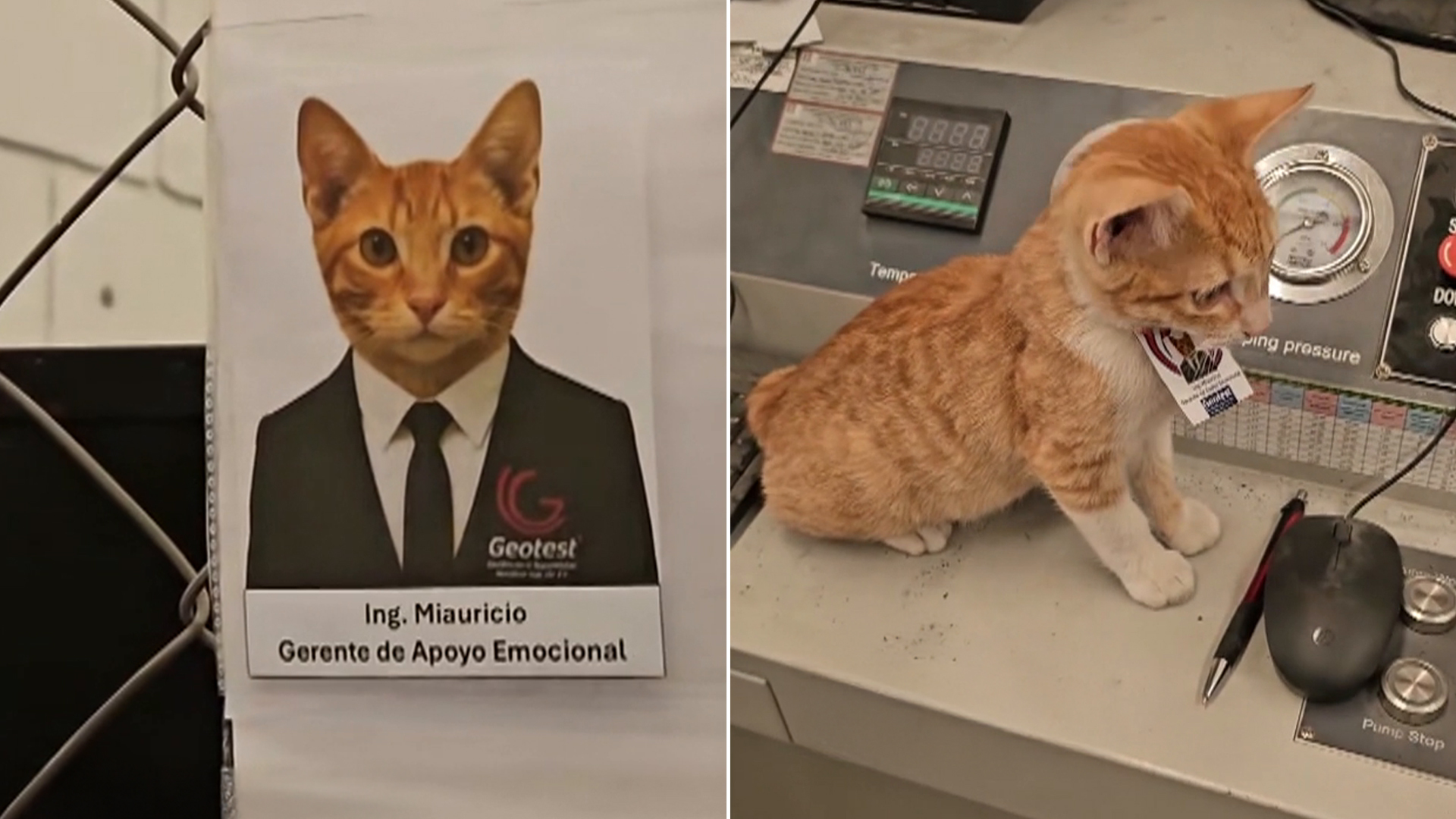 قط مكسيكي مدير دعم عاطفي