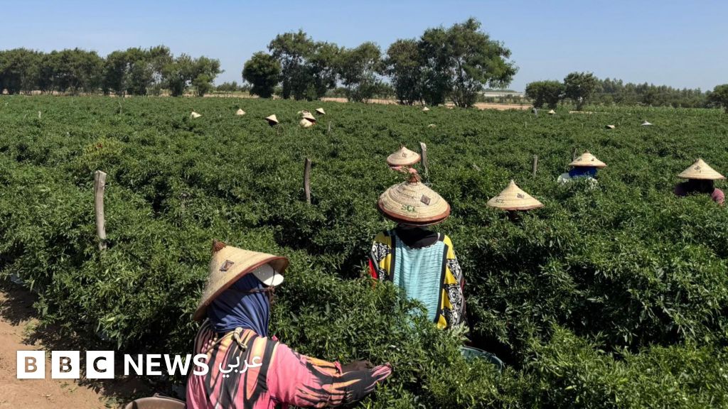 مزارع السنغال