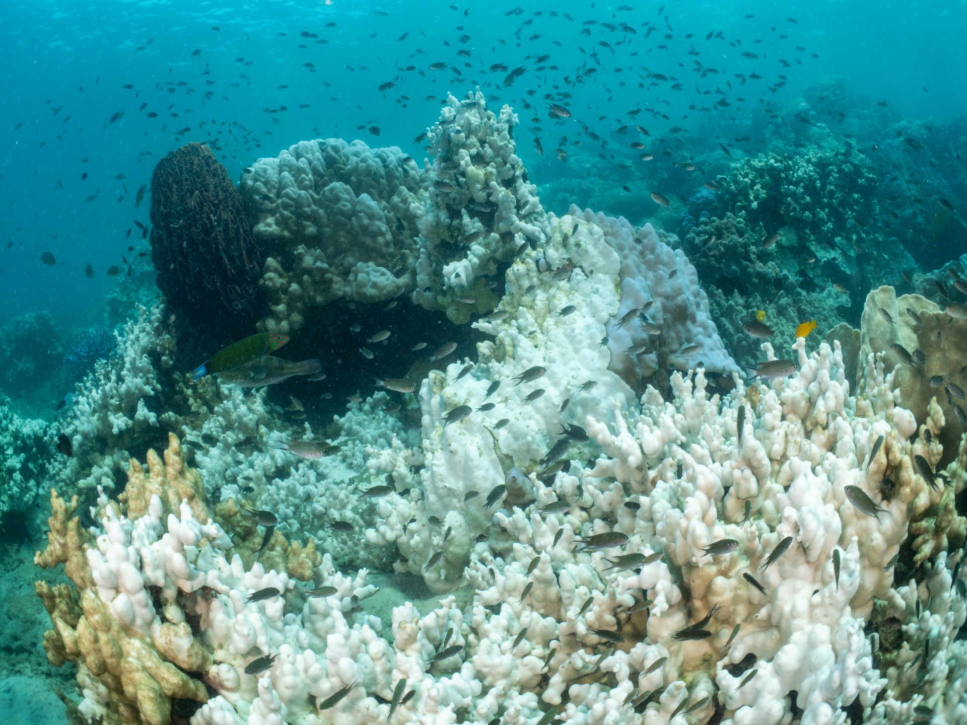 ابيضاض الشعاب المرجانية