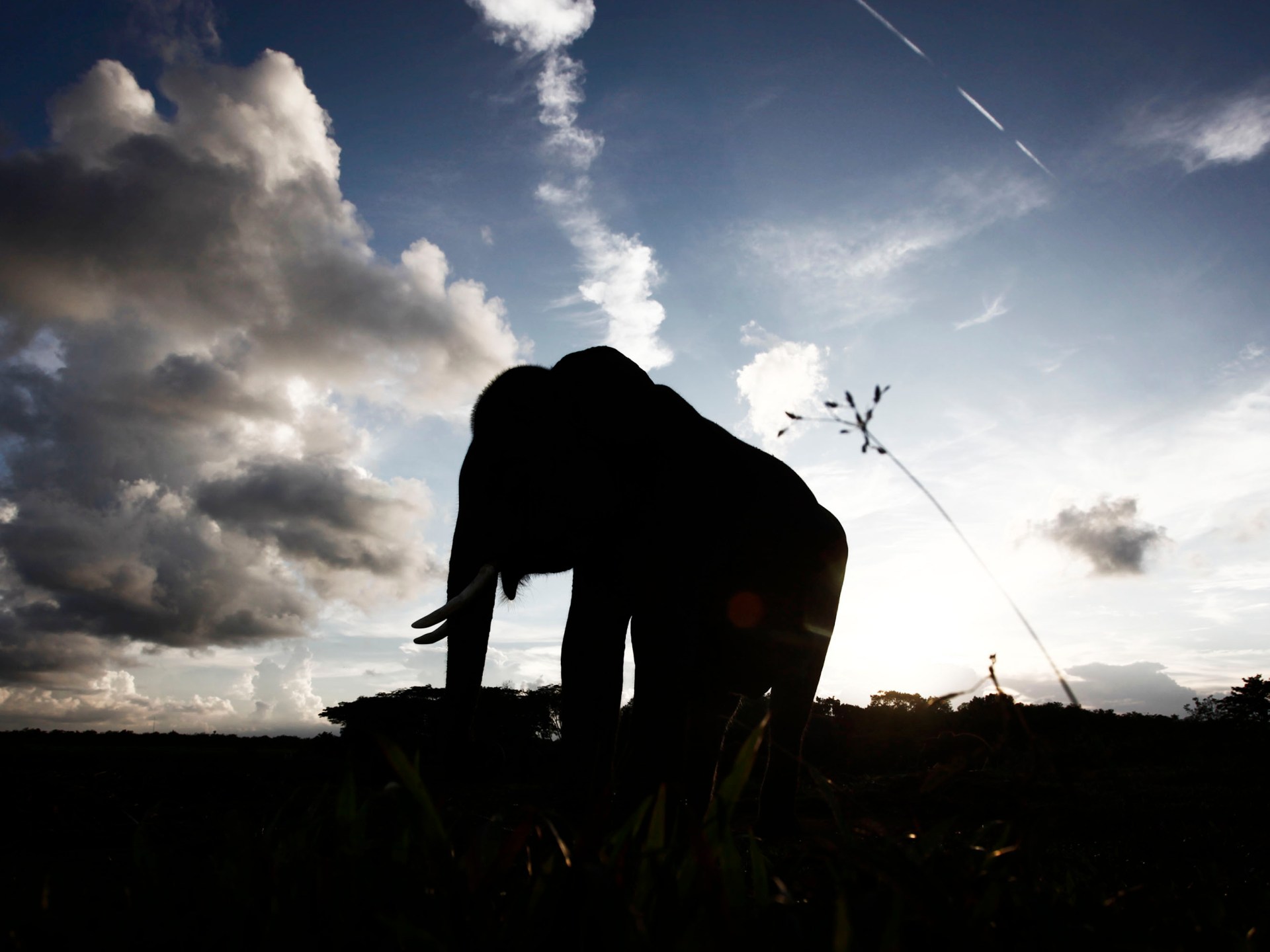 الفيلة البرية