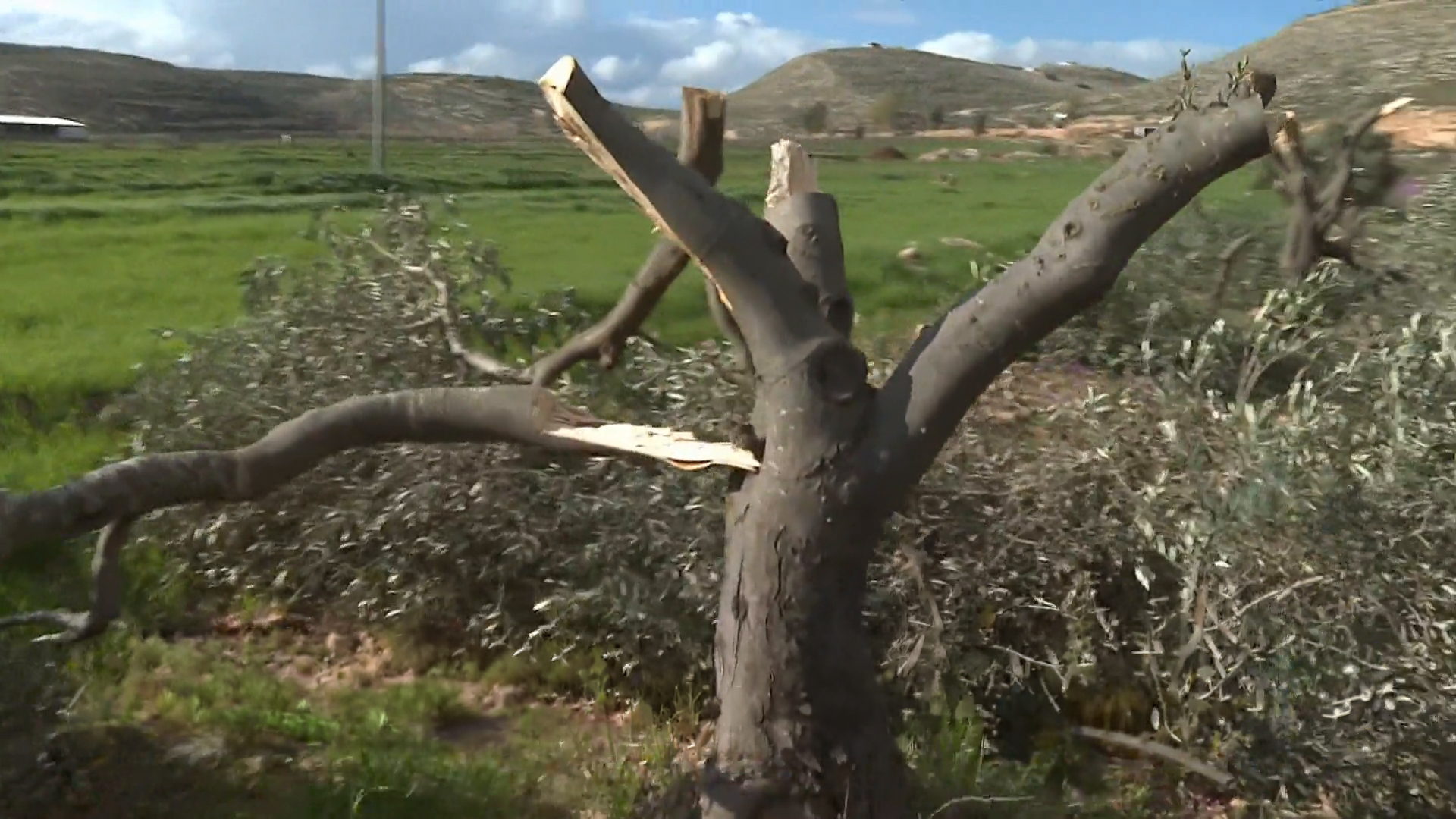 اقتلاع أشجار الزيتون