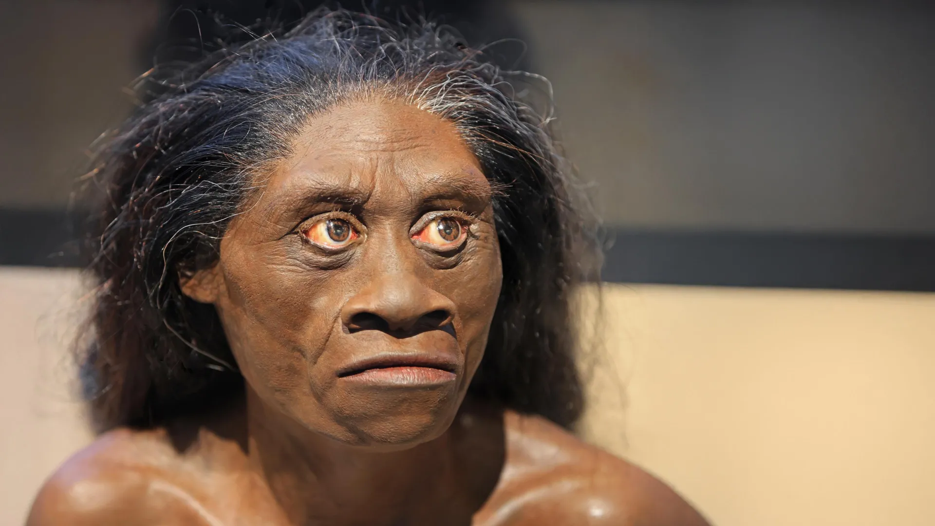 إنسان فلوريس (Homo floresiensis)