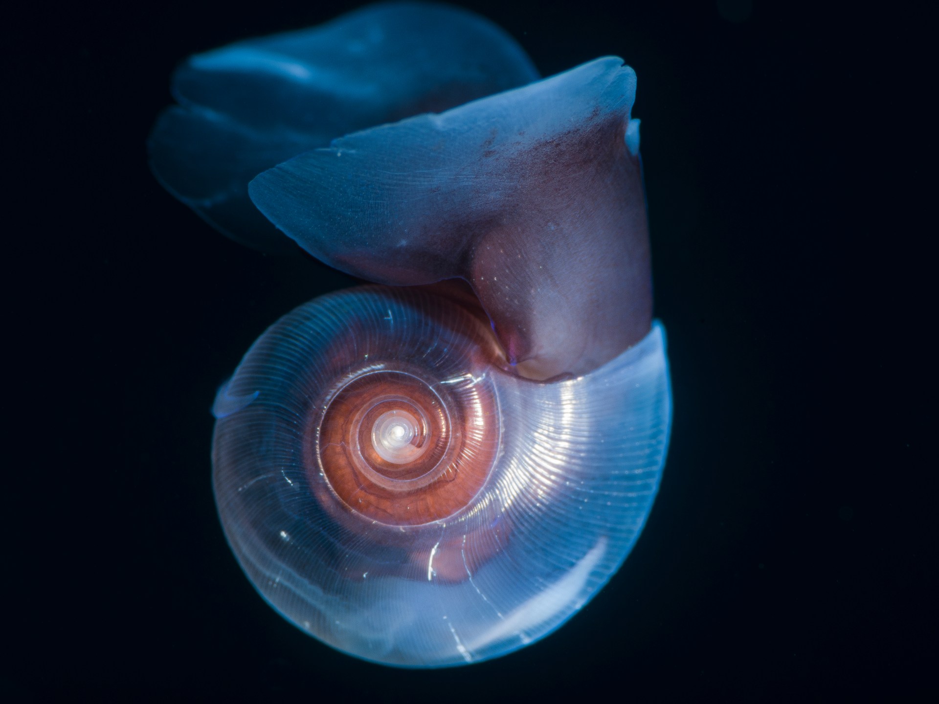 مهندسو الكربون المجهريون: كيف تتحكم العوالق المكلسة في مستقبل مناخ الأرض؟