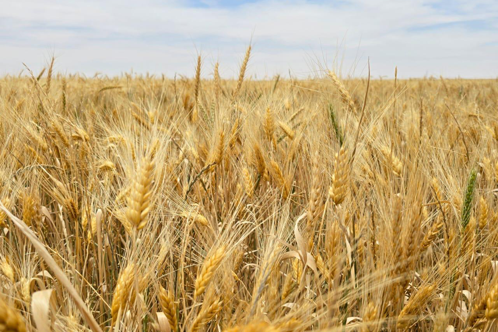 كفاءة المحاصيل الزراعية