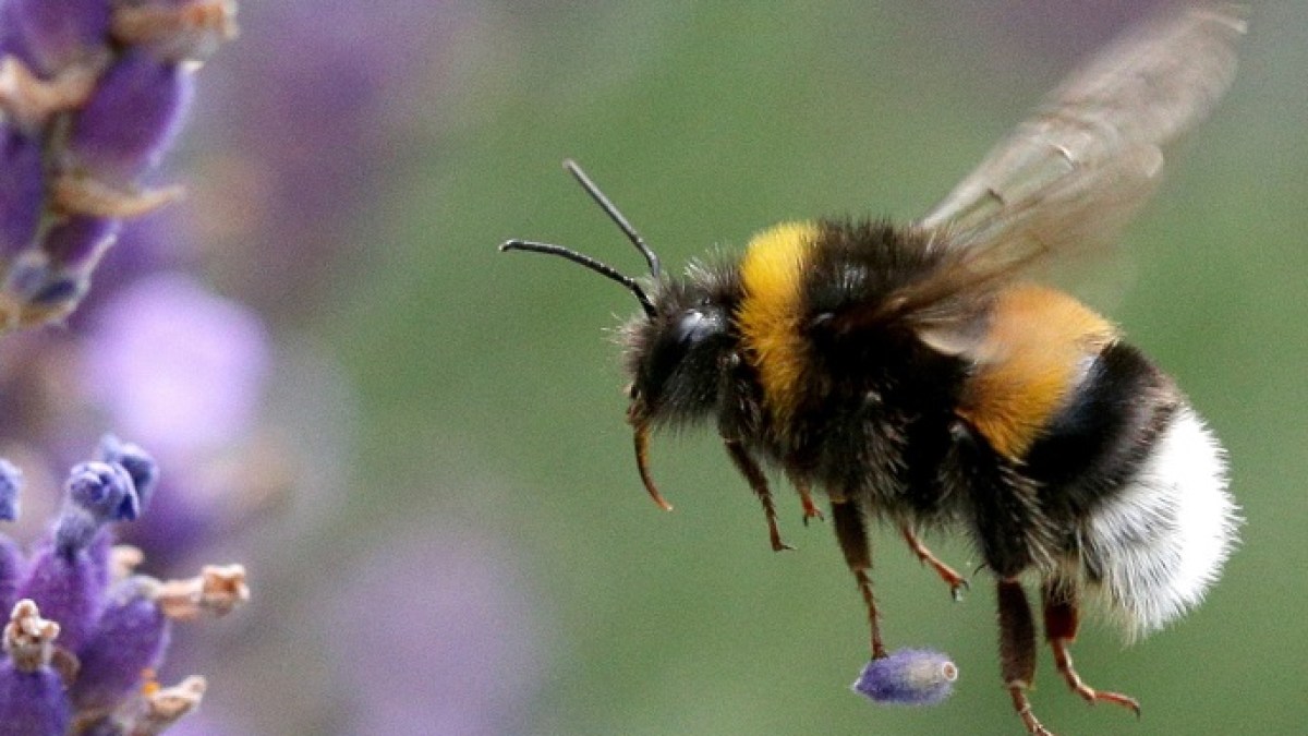 النحل الطنان