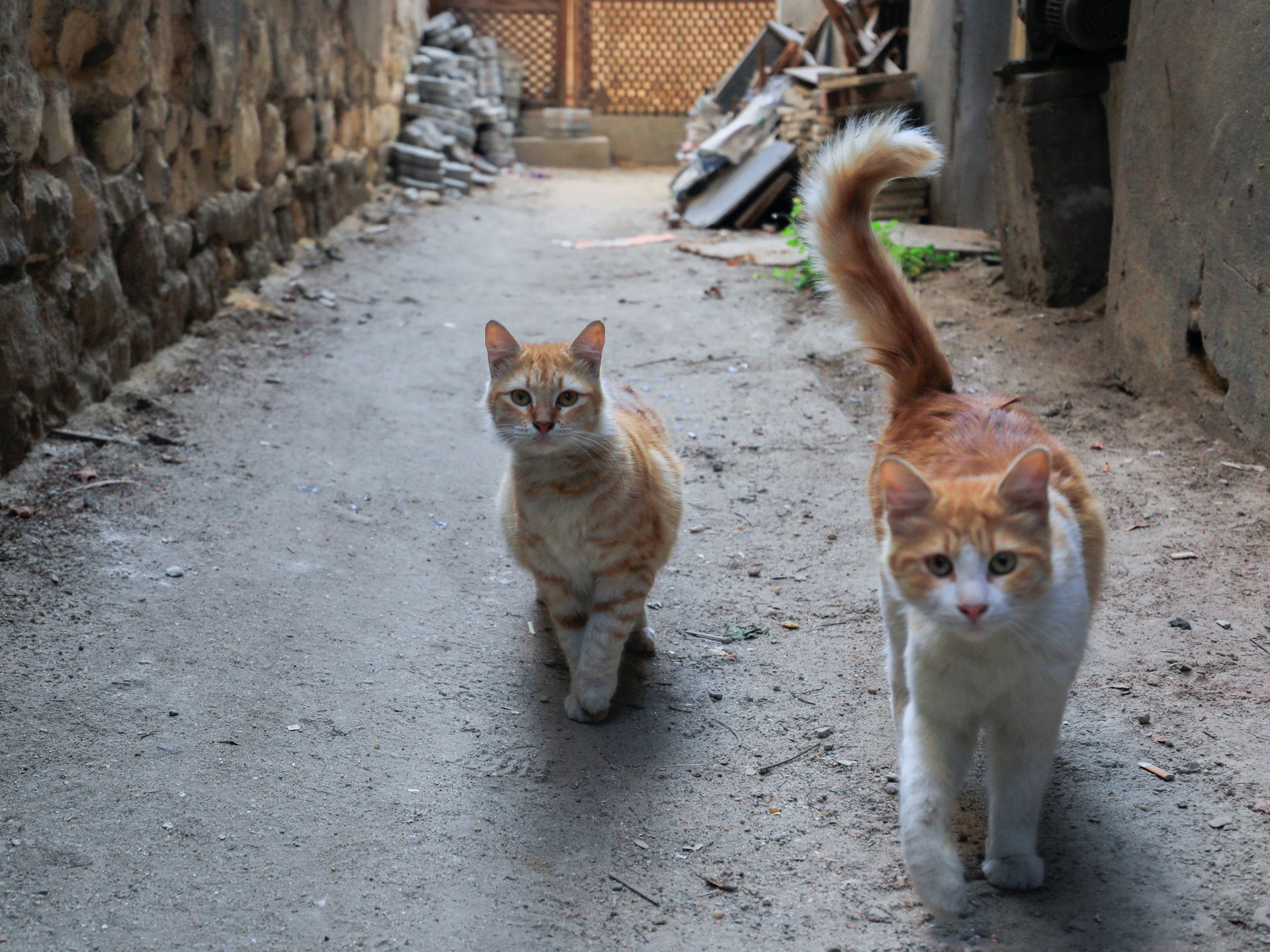 سر هبوط القطط على أقدامها