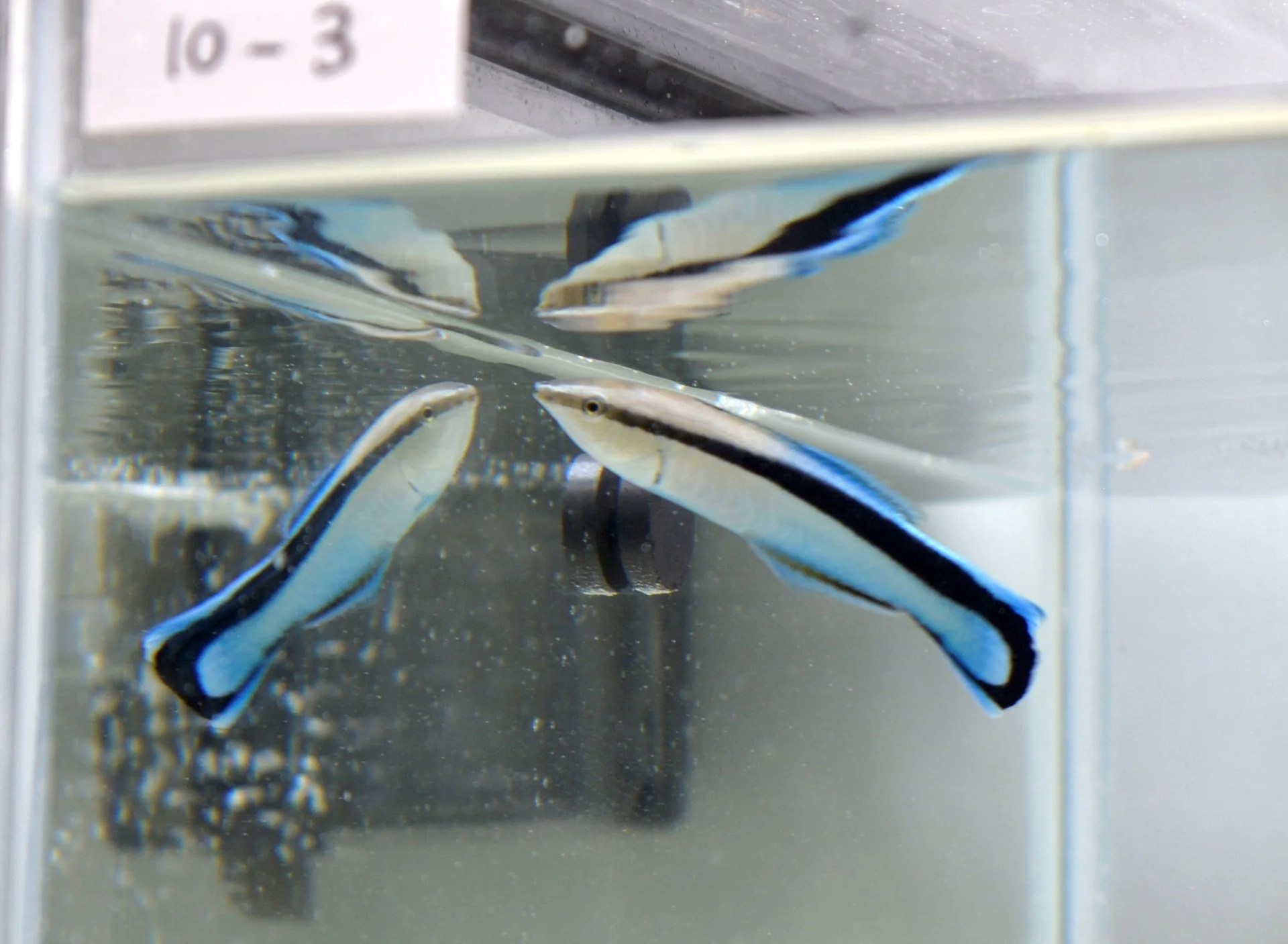 الوعي بالذات عند الأسماك