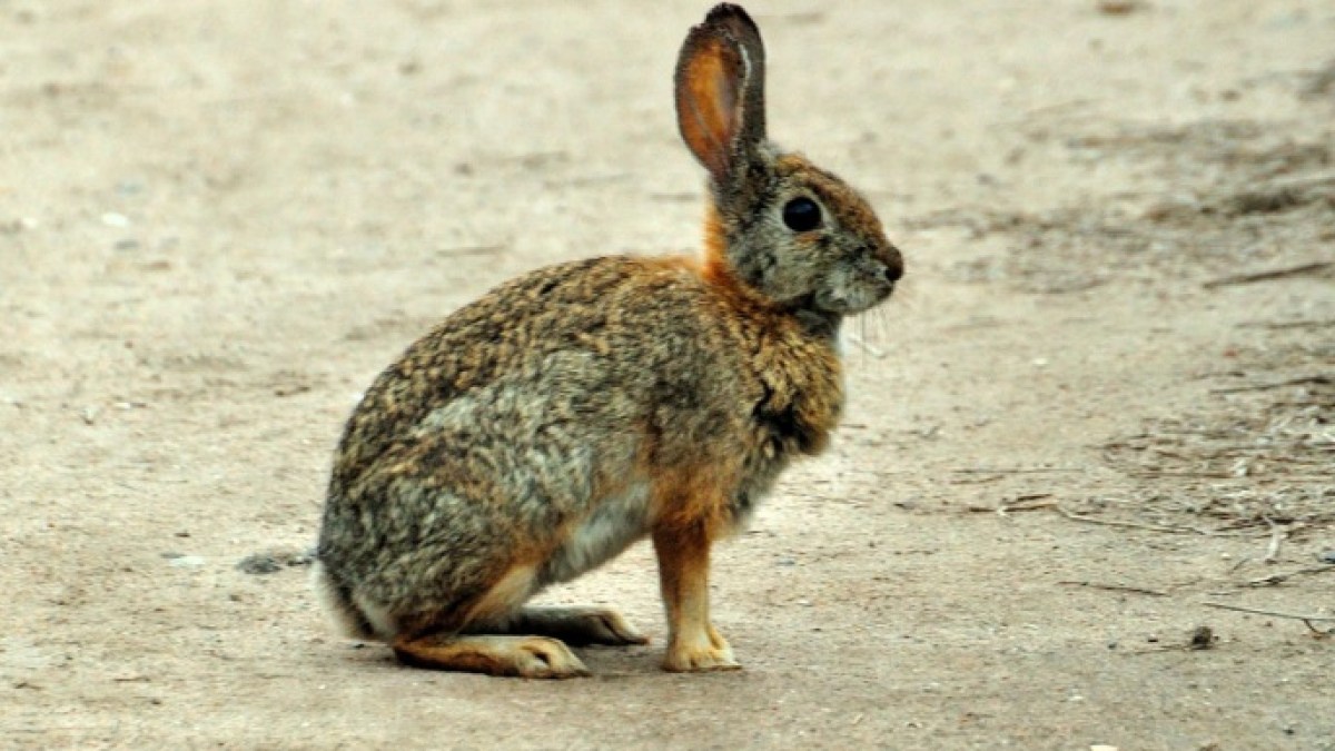 أرنب هاينان