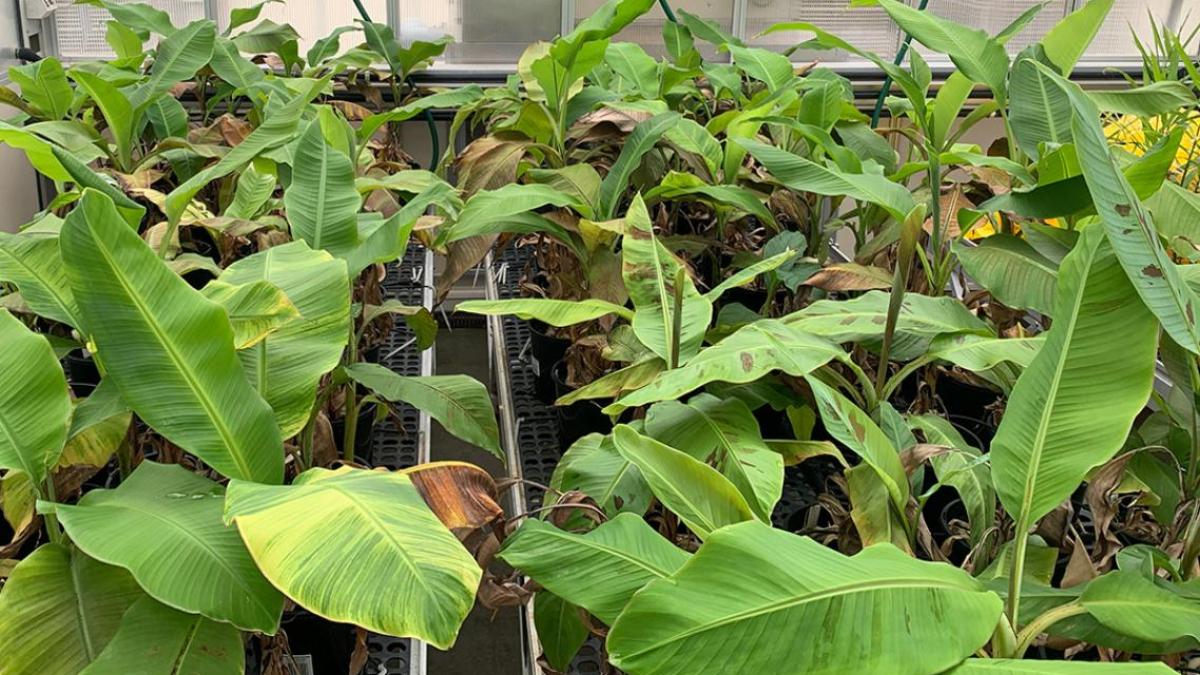 انقراض الموز