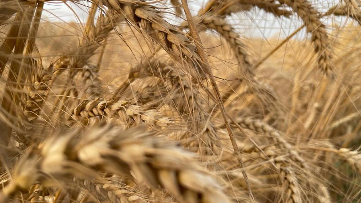 بعد هدنة إيران.. تراجع مفاجئ في أسعار القمح والذرة عالمياً: إليك التفاصيل