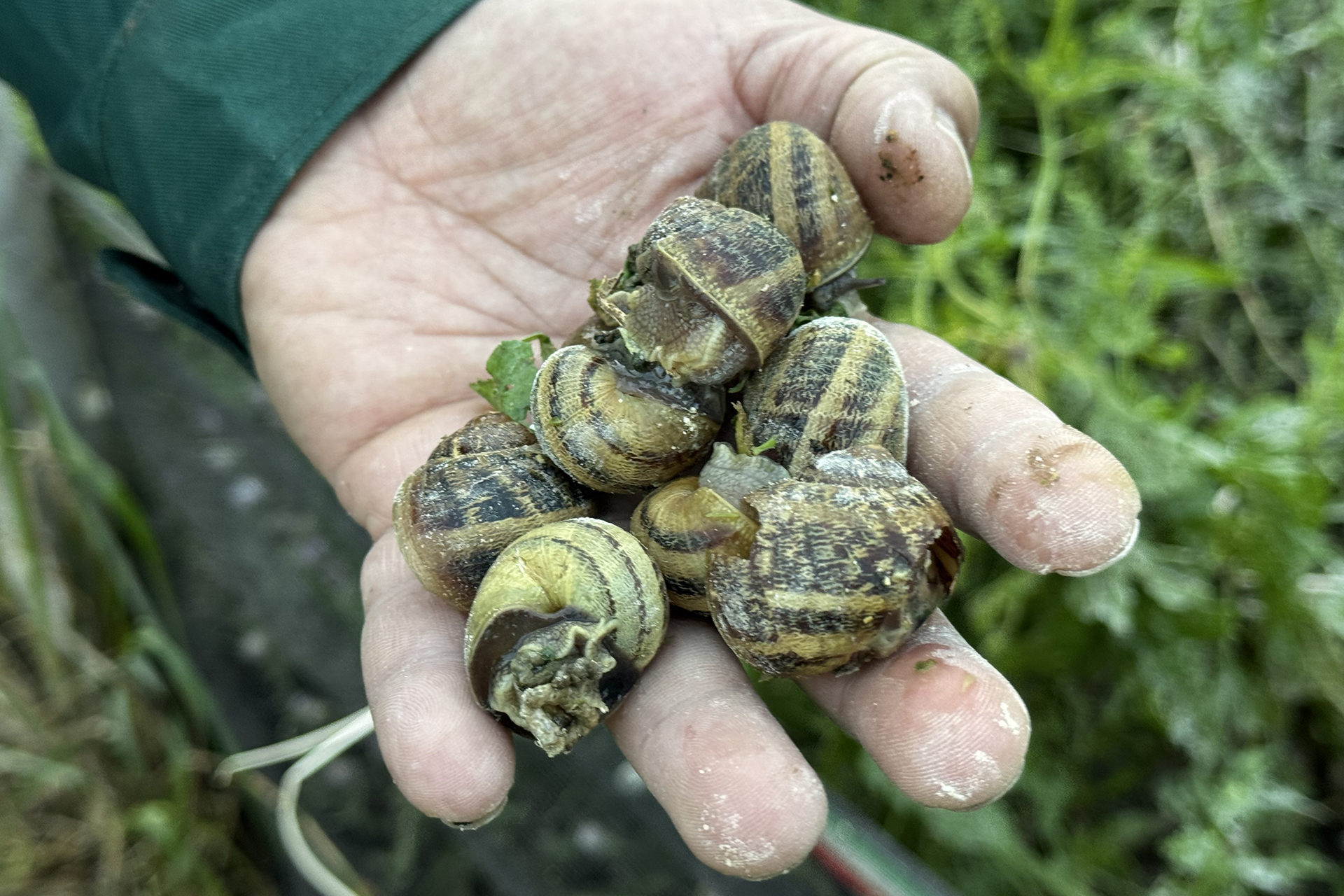 تربية الحلزون في تونس