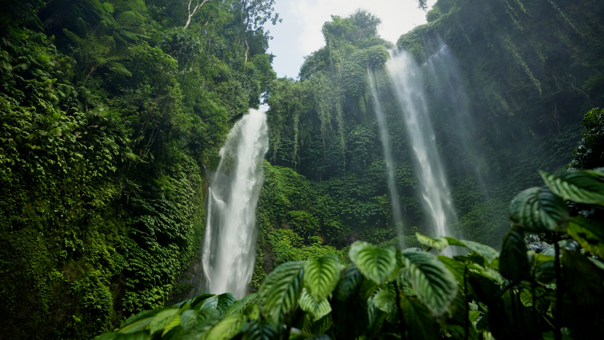 سمكة الشيلير