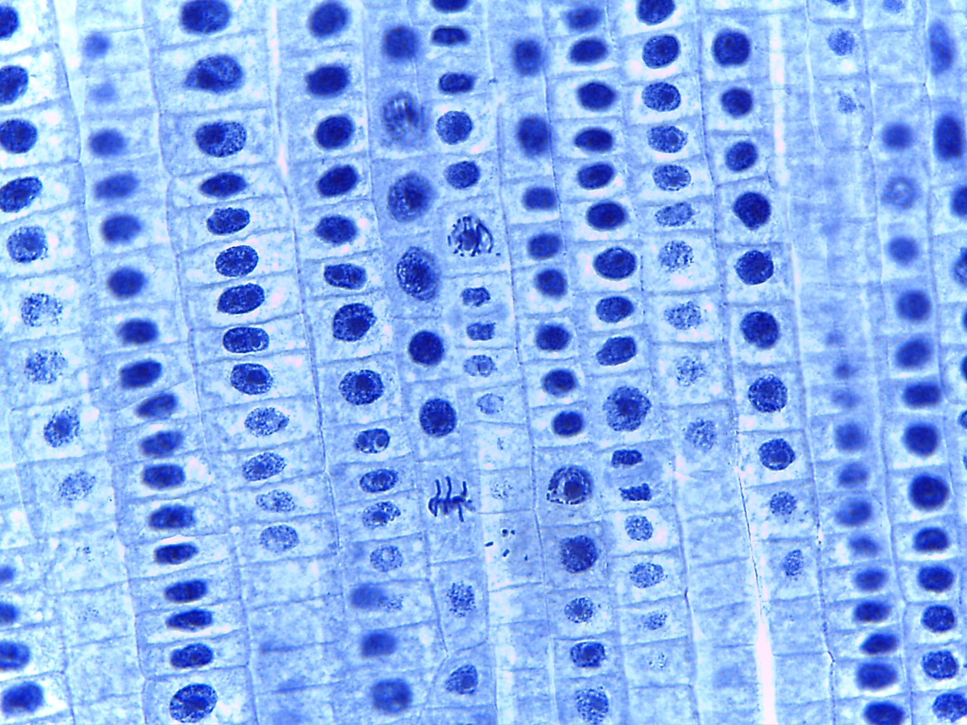 ذاكرة الإنزيمات