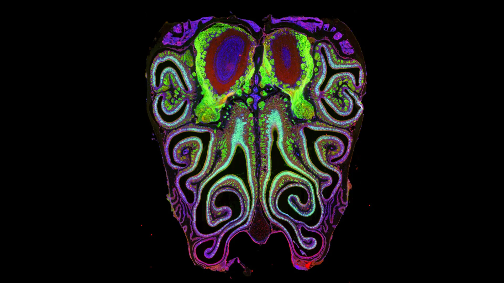 خريطة مستقبلات الشم