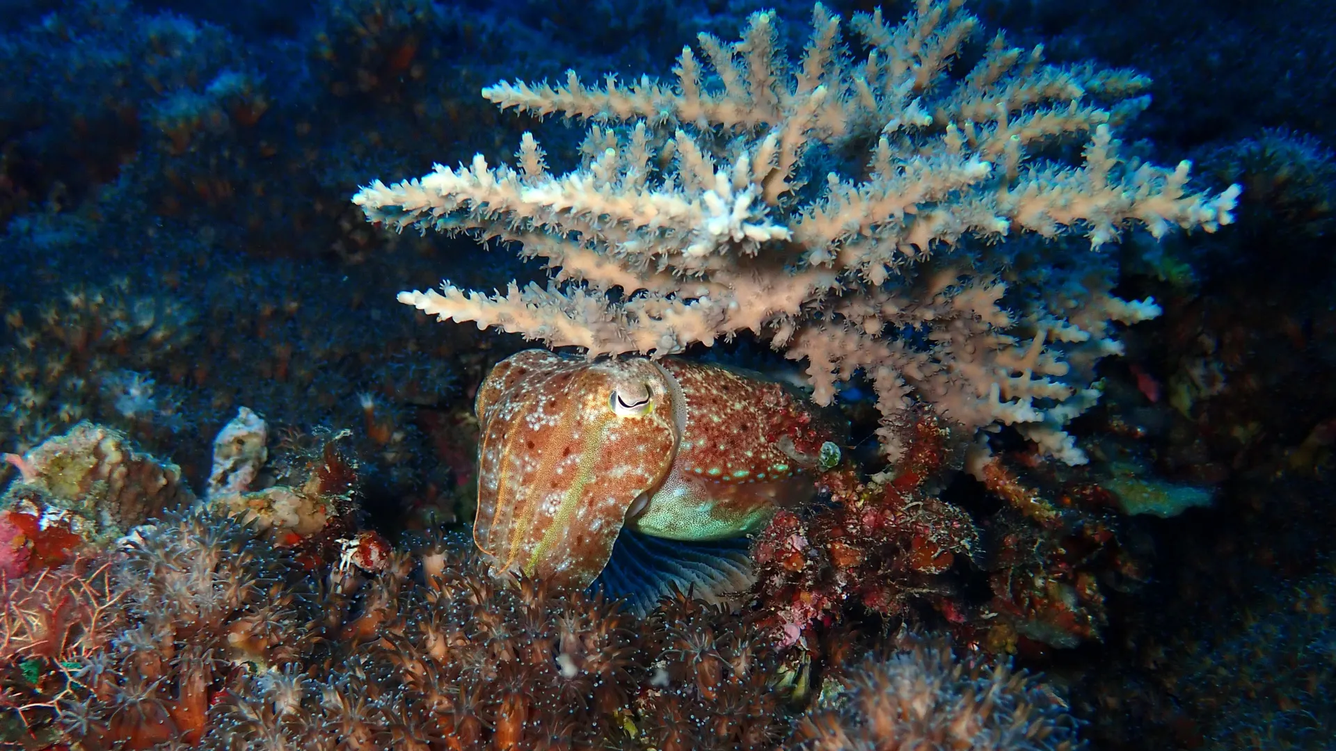 فك شفرة التطور: كيف نجت الرأسقدميات من الانقراض العظيم لتهيمن على المحيطات؟