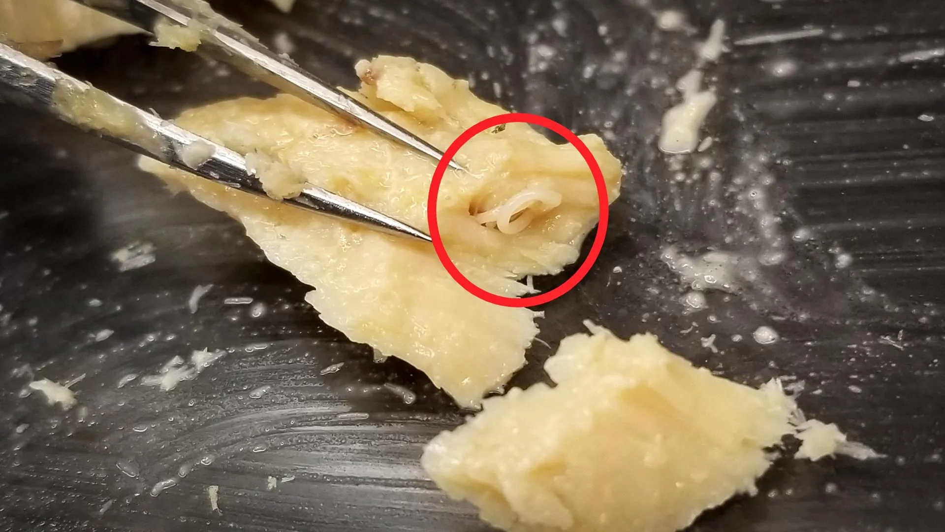 عودة «ديدان السوشي»: كيف كشفت علب السلمون القديمة عن تعافي النظم البيئية في ألاسكا؟