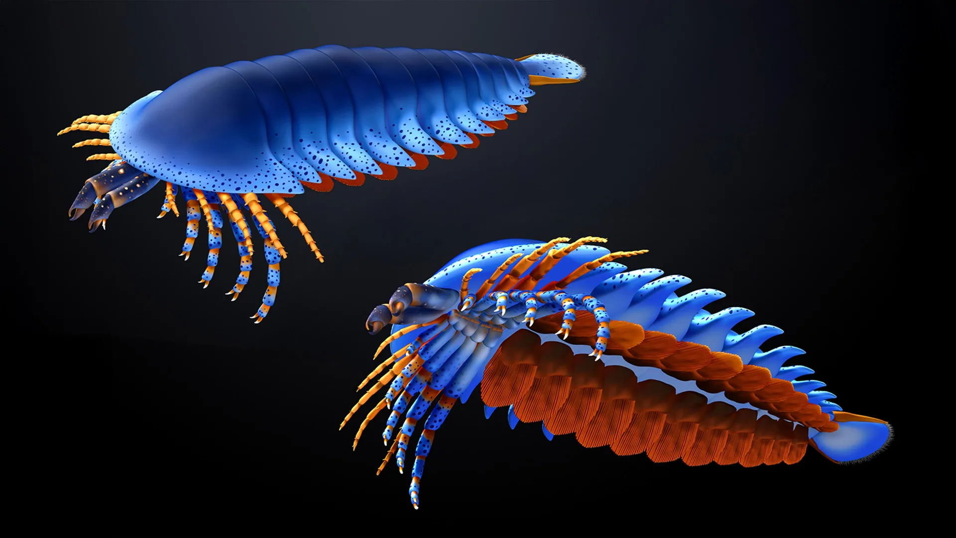 كلابيات القرون (Chelicerata)